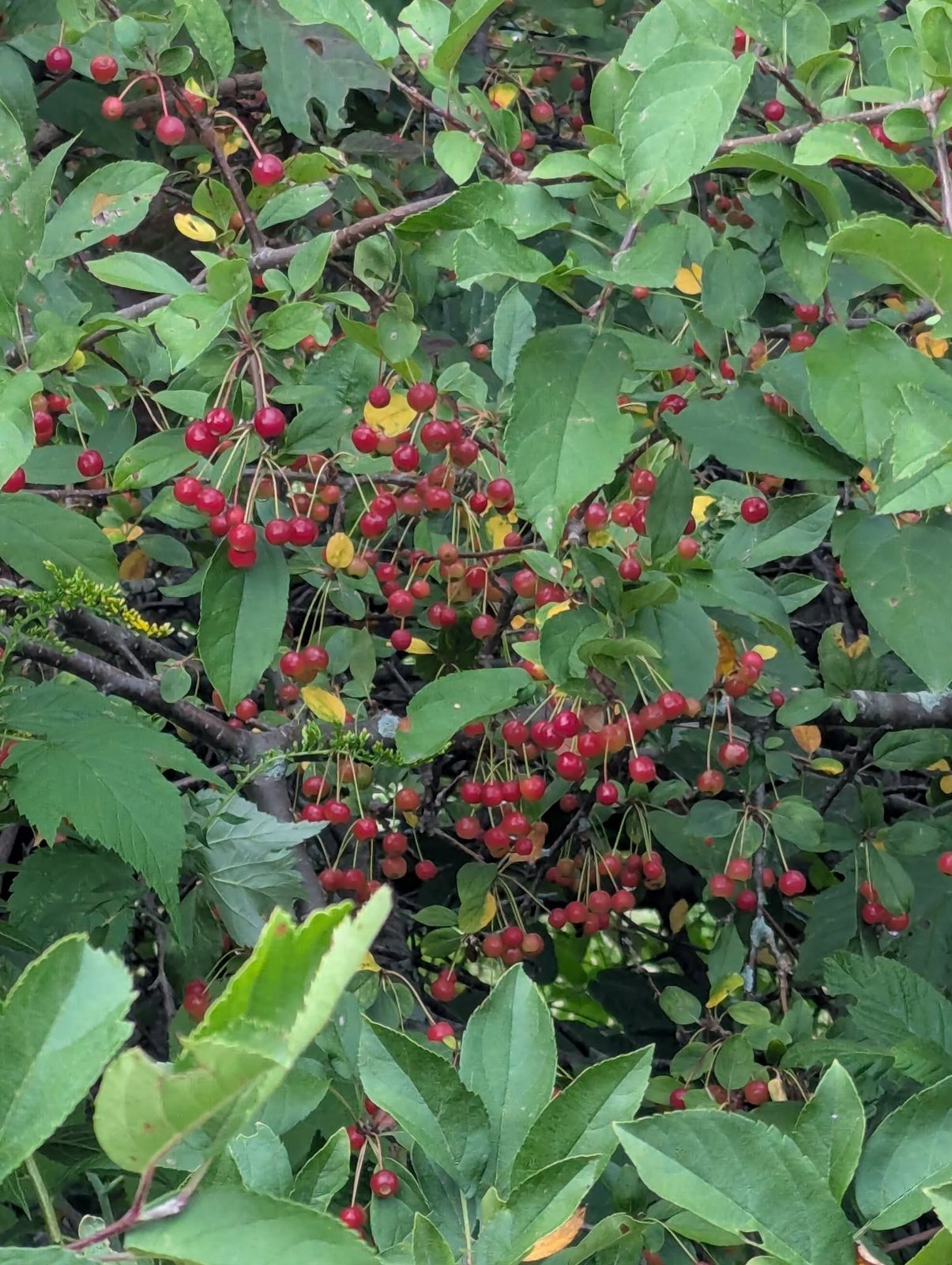 A close view of crabapples on the branch