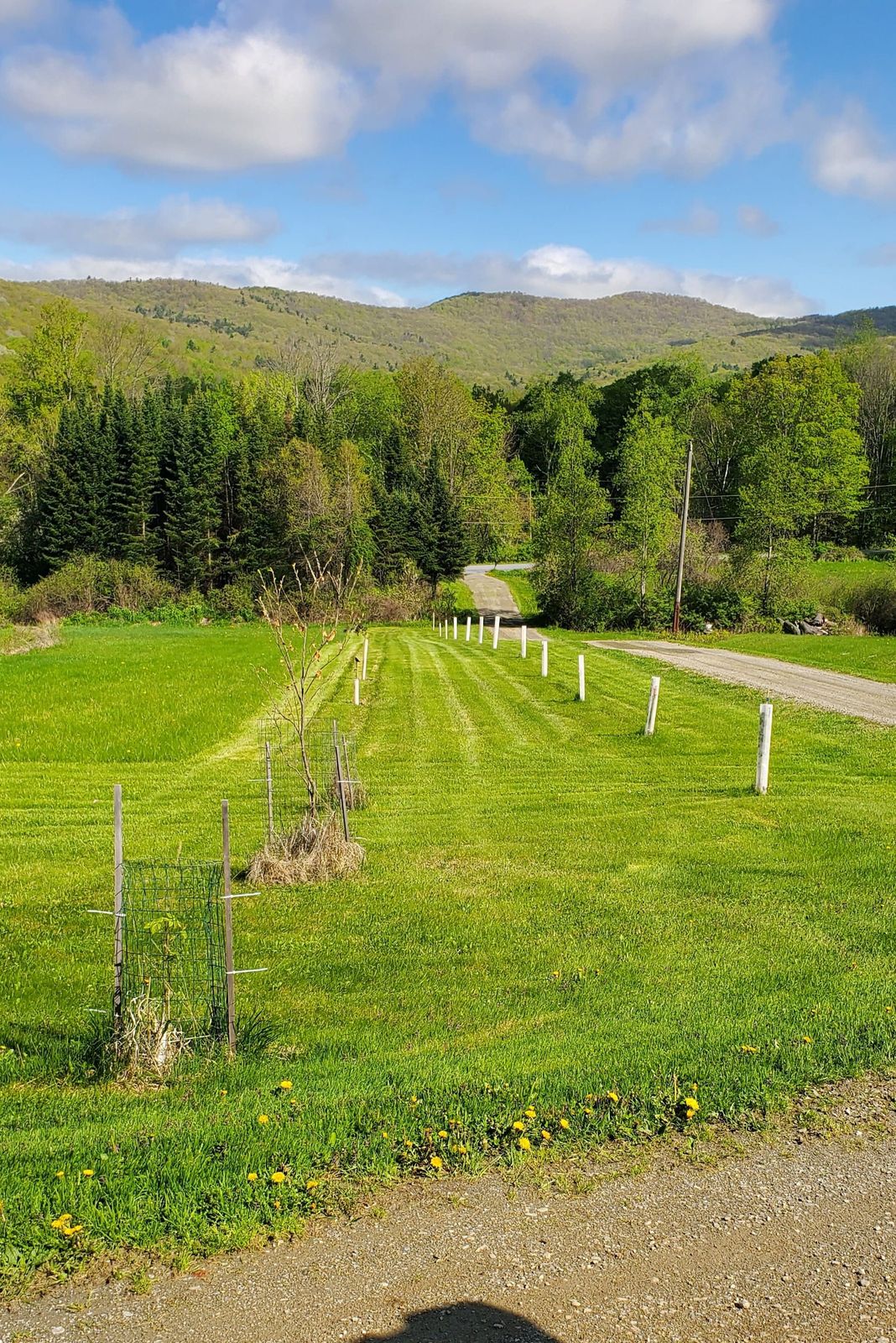 Rows of young trees in the crabapple orchard, seen from above
