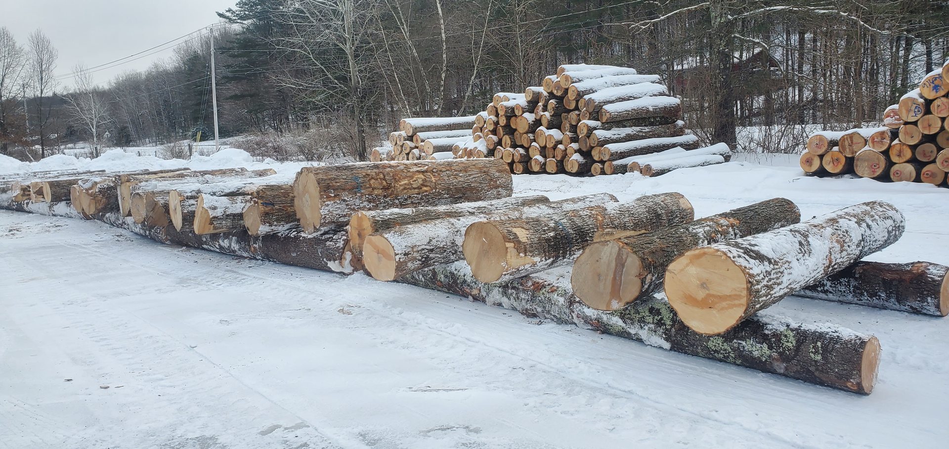 Maple logs stacked in the snow, ready for market