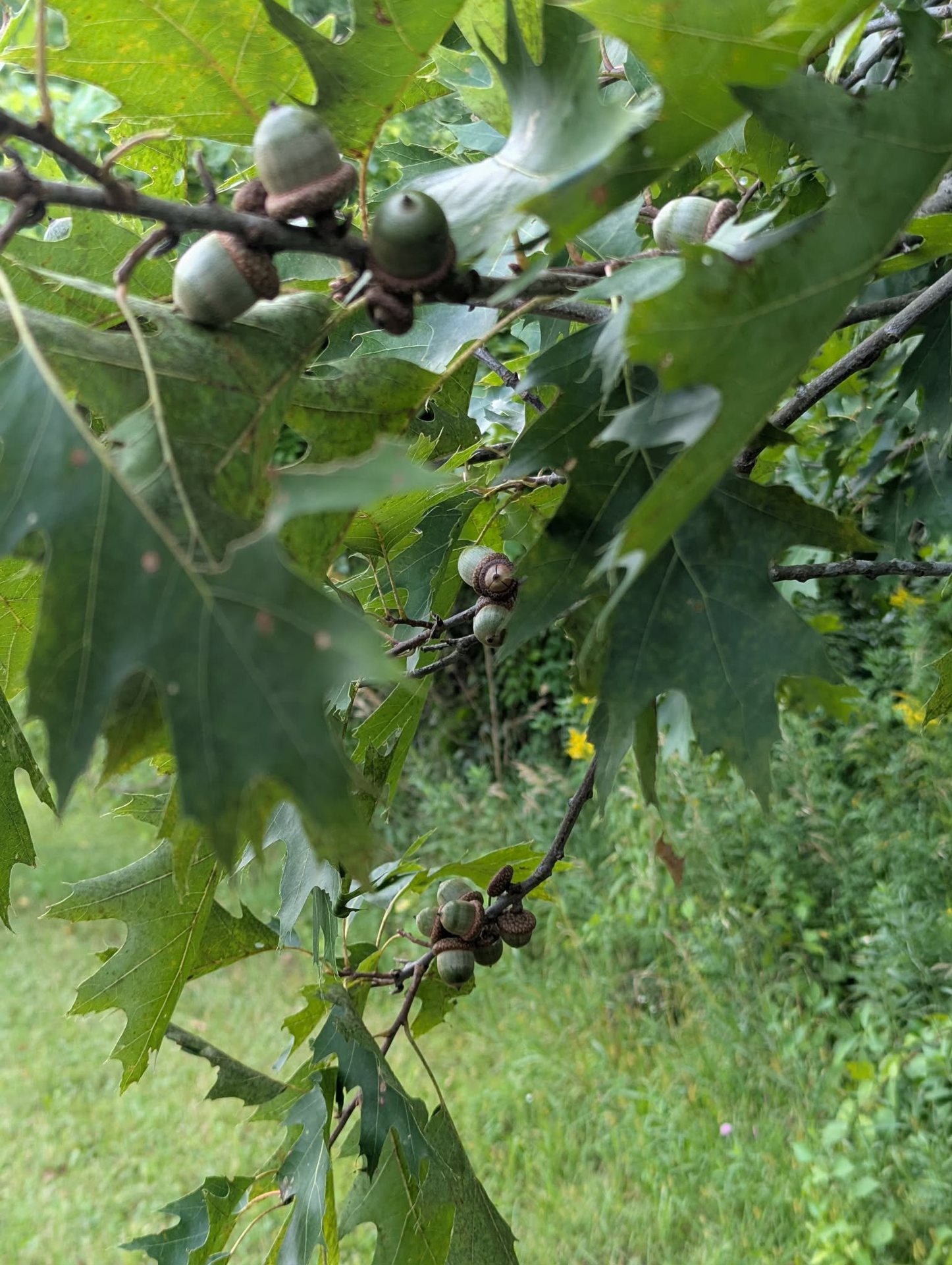 A young oak, one of the trees he has planted and raised on the property