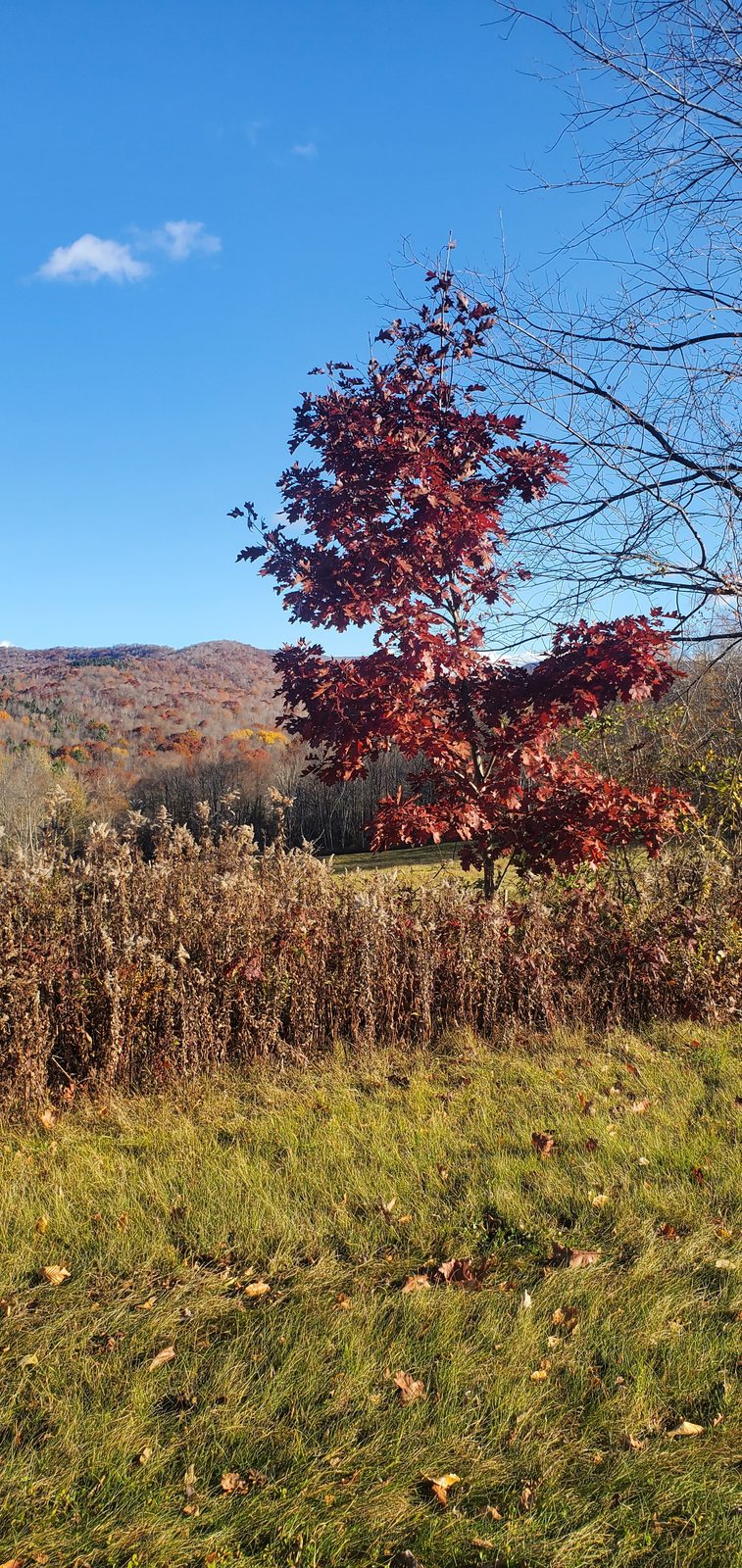 Red autumn leaves on an oak tree he planted and raised