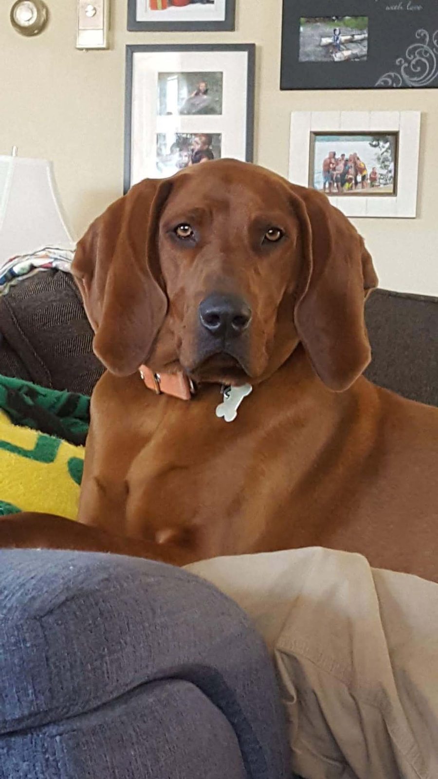 His redbone hound resting indoors