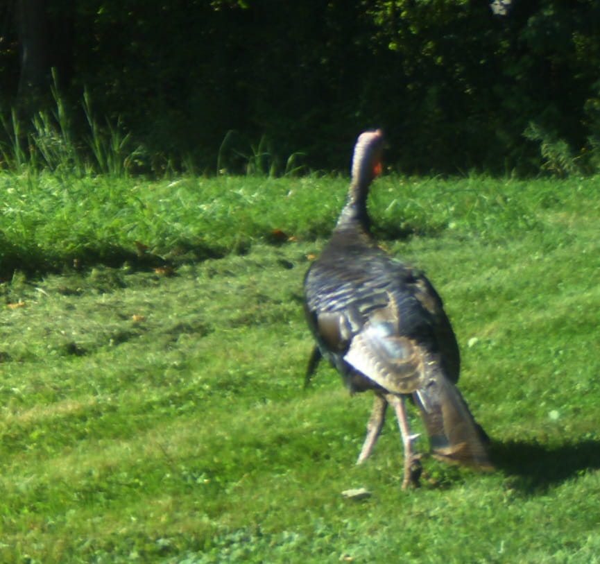 A wild turkey standing on the grass