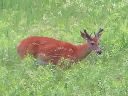A young whitetail buck standing in a grass field